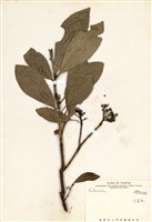 藏品(九節木(牛屎烏、青龍吐霧))的圖片